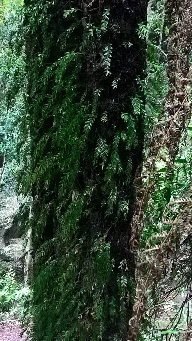Tmesipteris ovata photo 5
