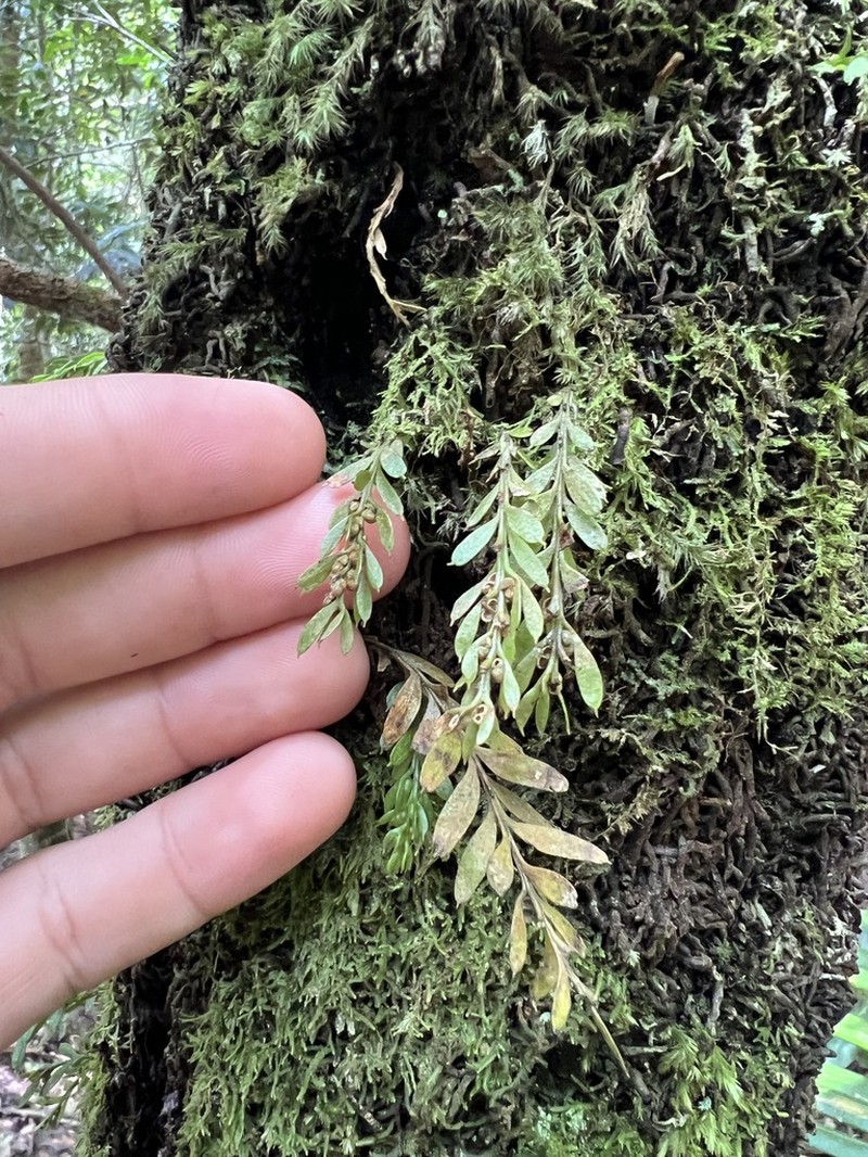 Tmesipteris ovata photo 6