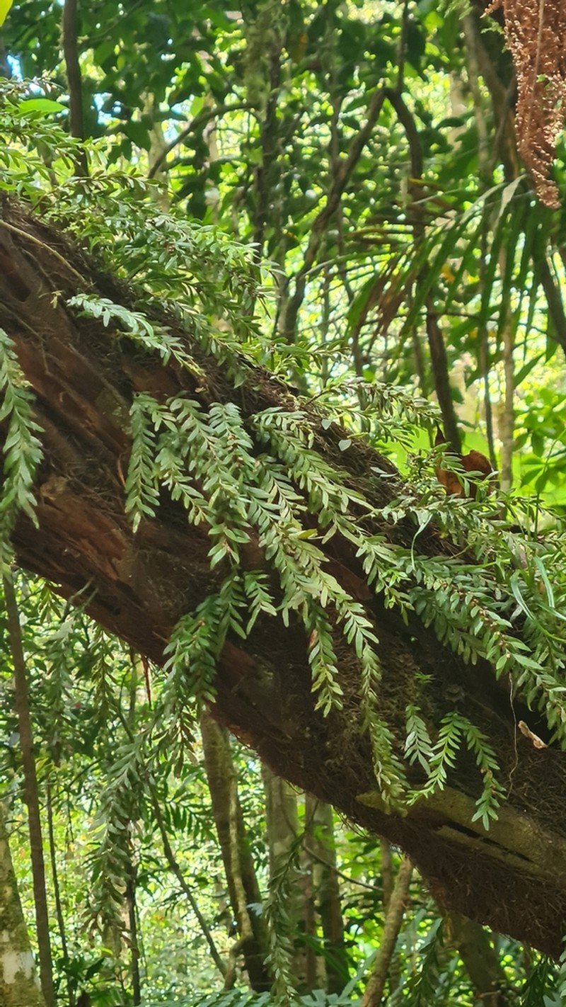 Tmesipteris ovata photo 7