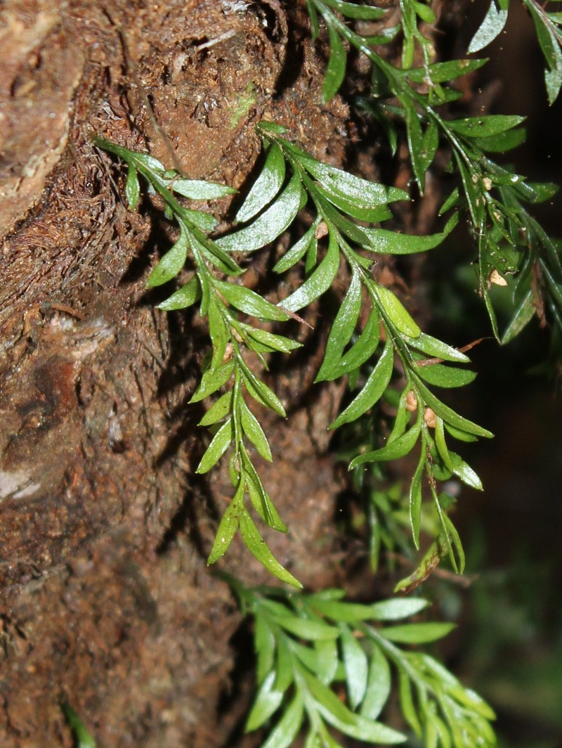 Tmesipteris parva