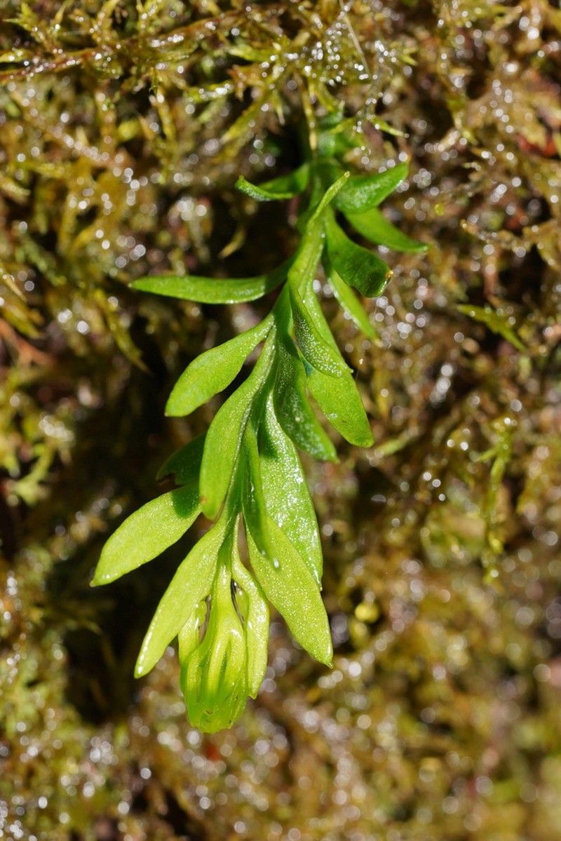 Tmesipteris parva photo 2