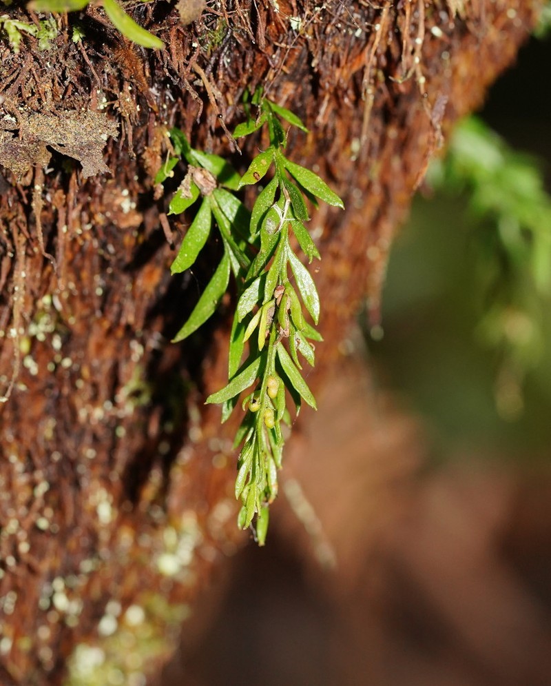 Tmesipteris parva photo 3