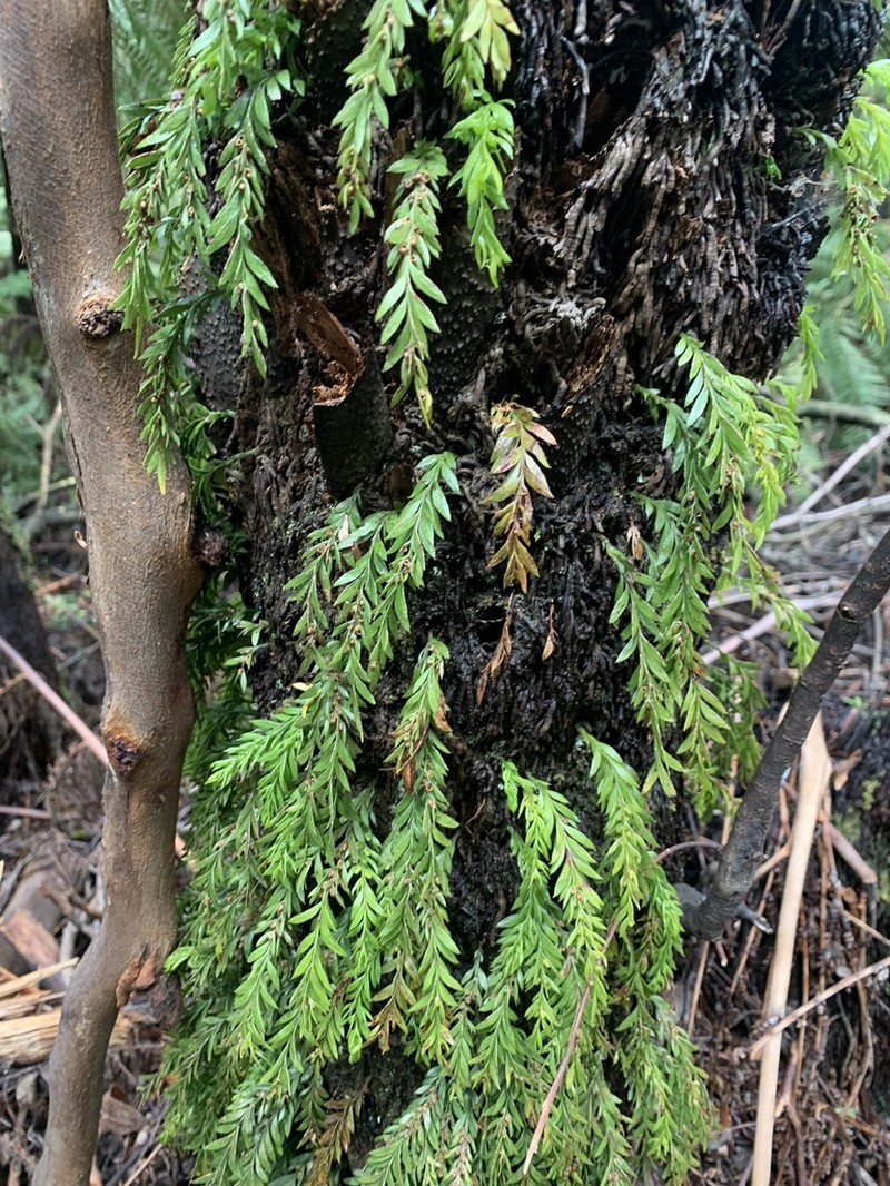 Tmesipteris parva photo 4