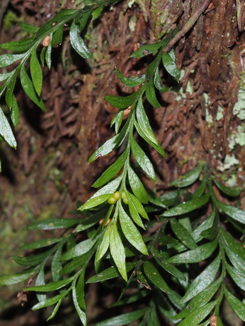 Tmesipteris parva photo 5