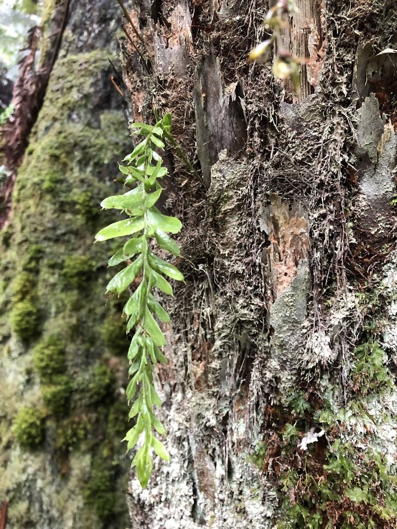 Tmesipteris parva photo 6