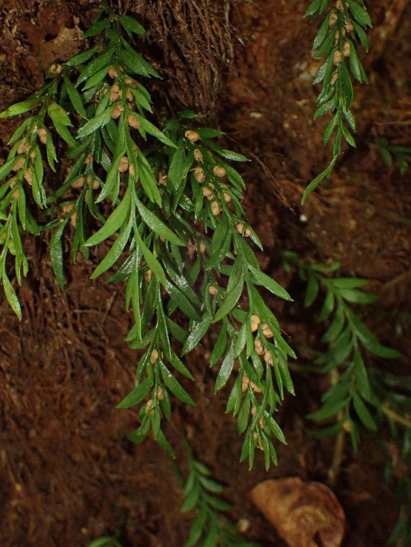 Tmesipteris parva photo 7