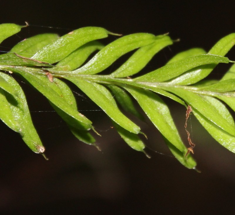Tmesipteris sigmatifolia photo 2