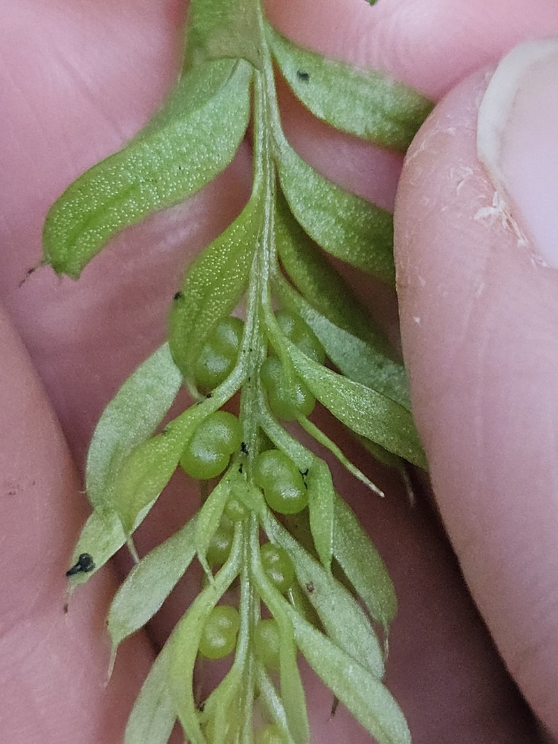 Tmesipteris sigmatifolia photo 3
