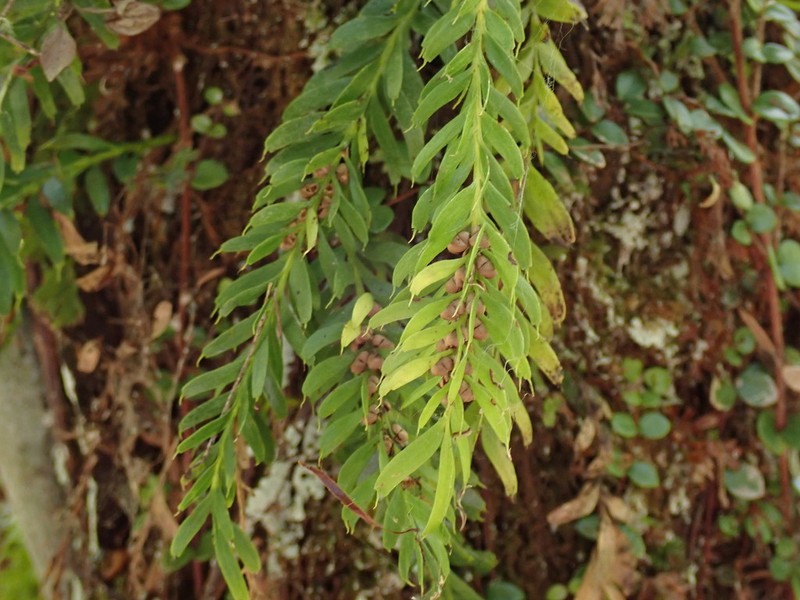 Tmesipteris sigmatifolia photo 4