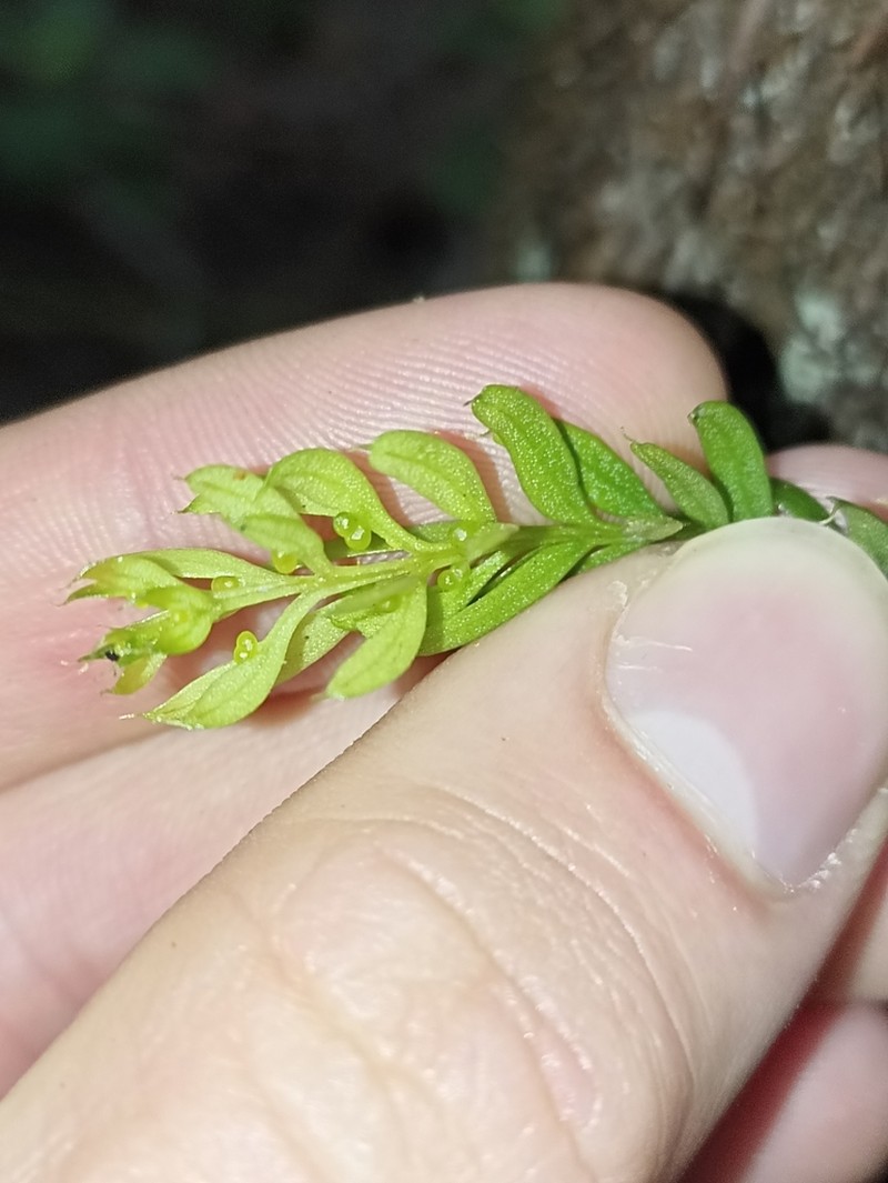 Tmesipteris sigmatifolia photo 5