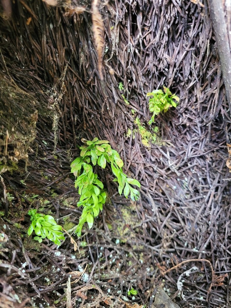 Tmesipteris sigmatifolia photo 6