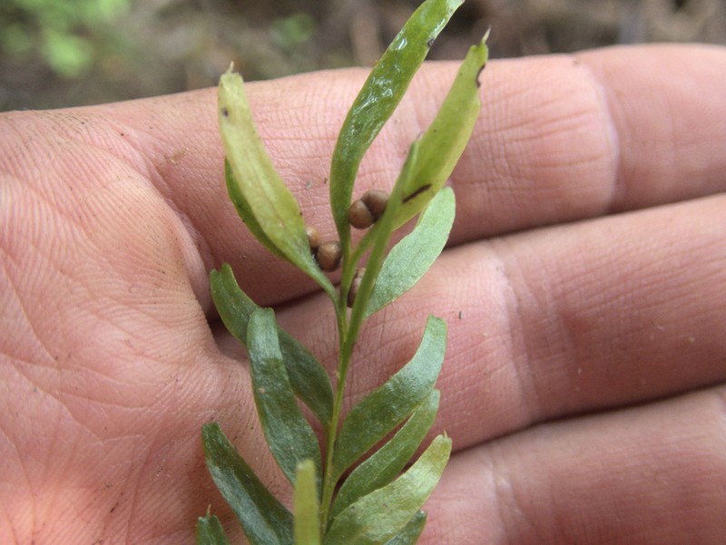 Tmesipteris sigmatifolia photo 7