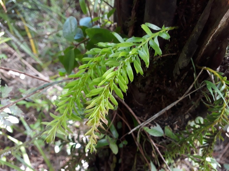 Tmesipteris sigmatifolia photo 8