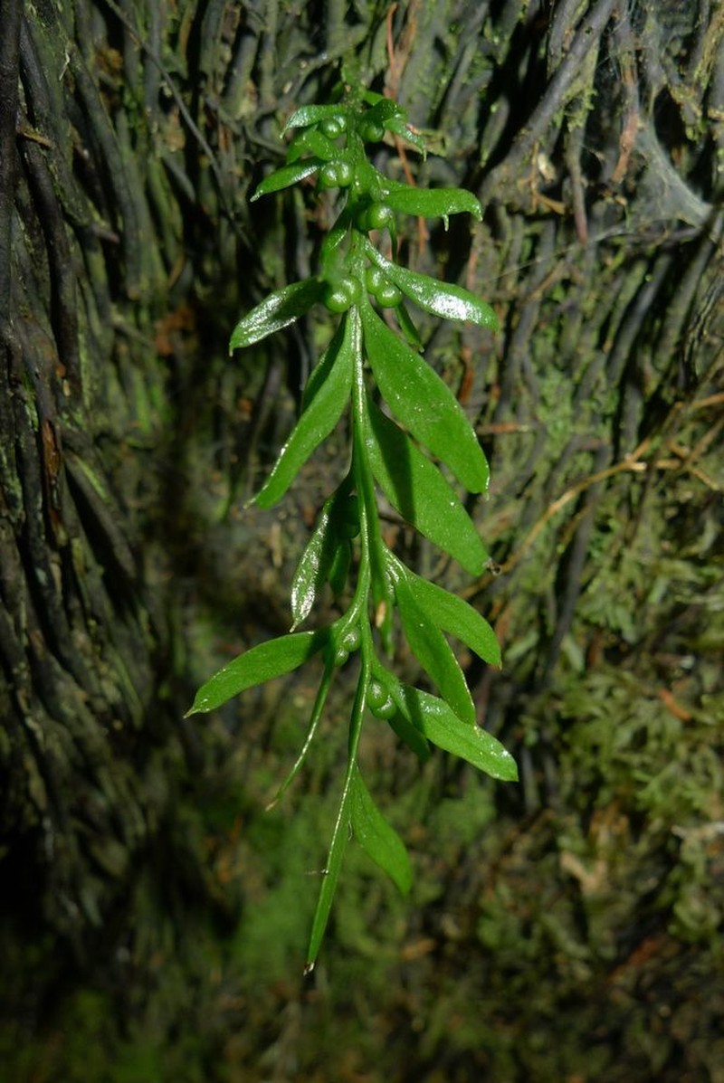 Tmesipteris solomonensis