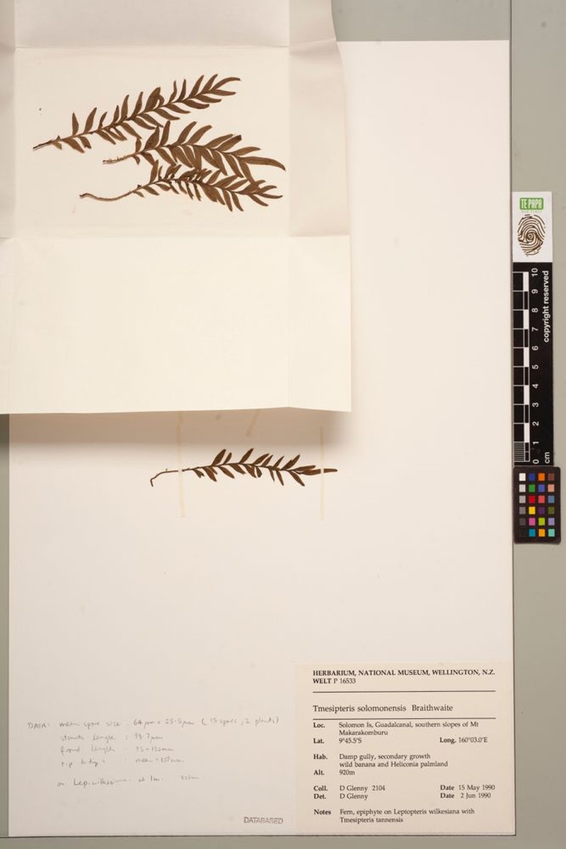 Tmesipteris solomonensis photo 2