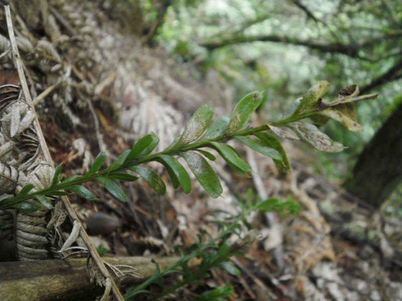 Tmesipteris tannensis