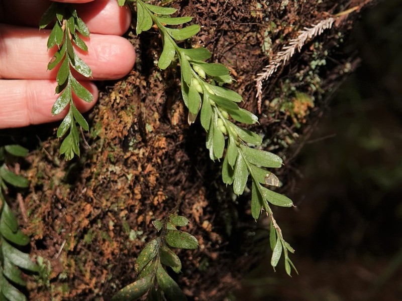 Tmesipteris tannensis photo 2