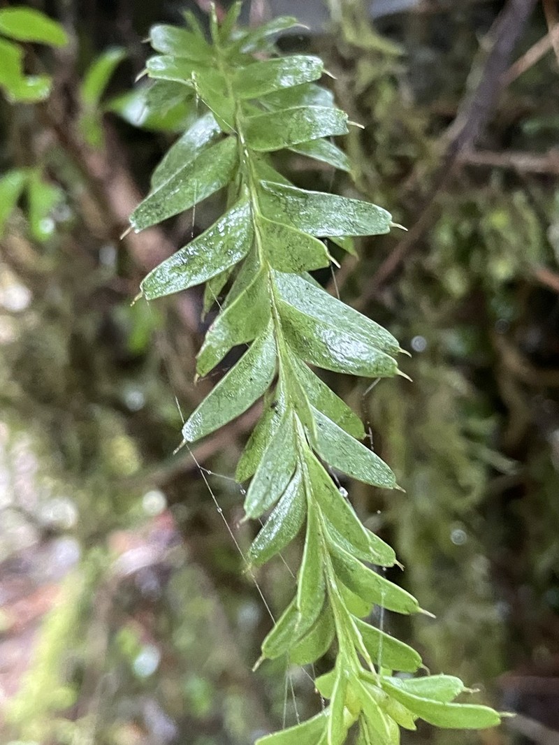 Tmesipteris tannensis photo 3