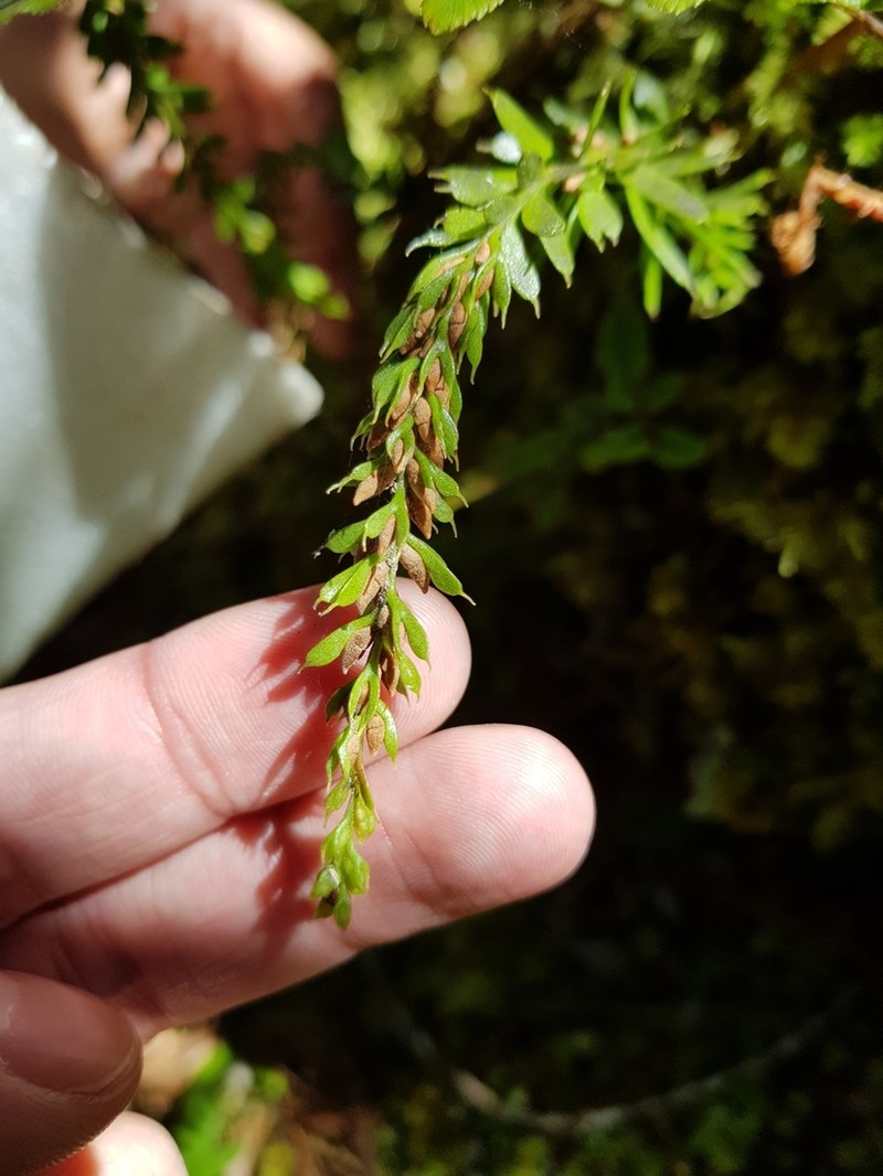 Tmesipteris tannensis photo 4