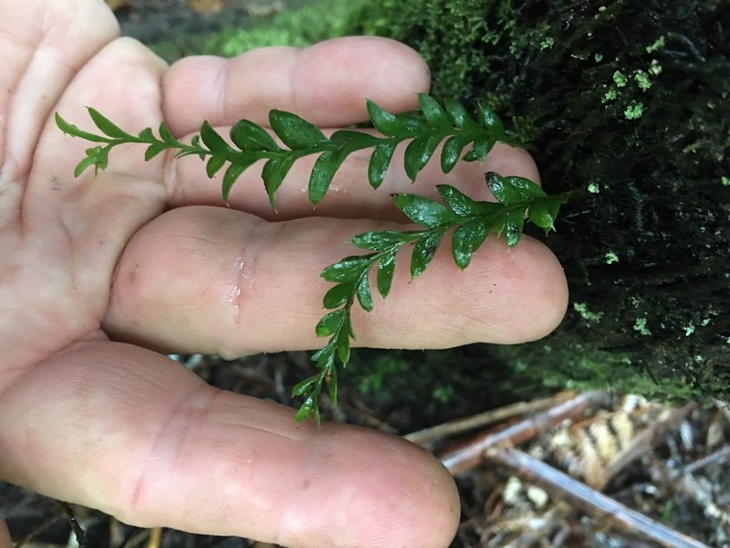 Tmesipteris tannensis photo 5