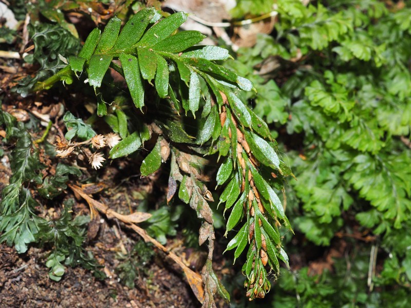 Tmesipteris tannensis photo 6