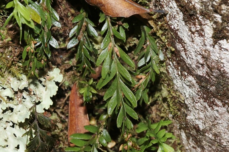 Tmesipteris tannensis photo 7