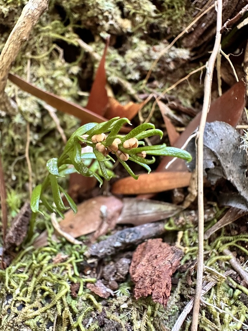 Tmesipteris truncata photo 2