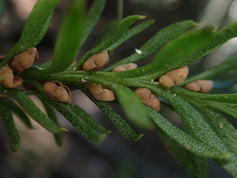Tmesipteris truncata photo 3