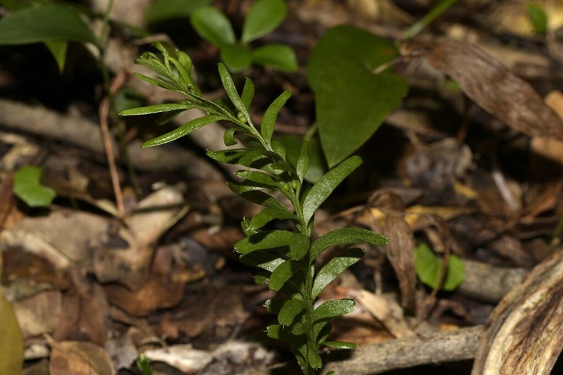 Tmesipteris truncata photo 4