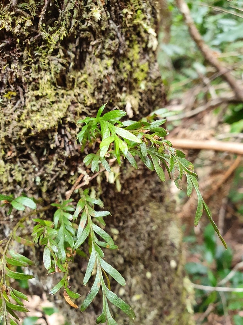 Tmesipteris truncata photo 5