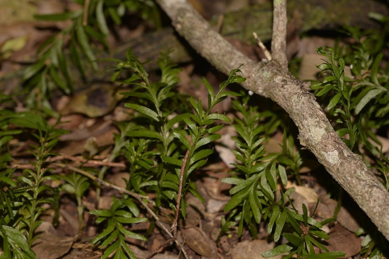 Tmesipteris truncata photo 6