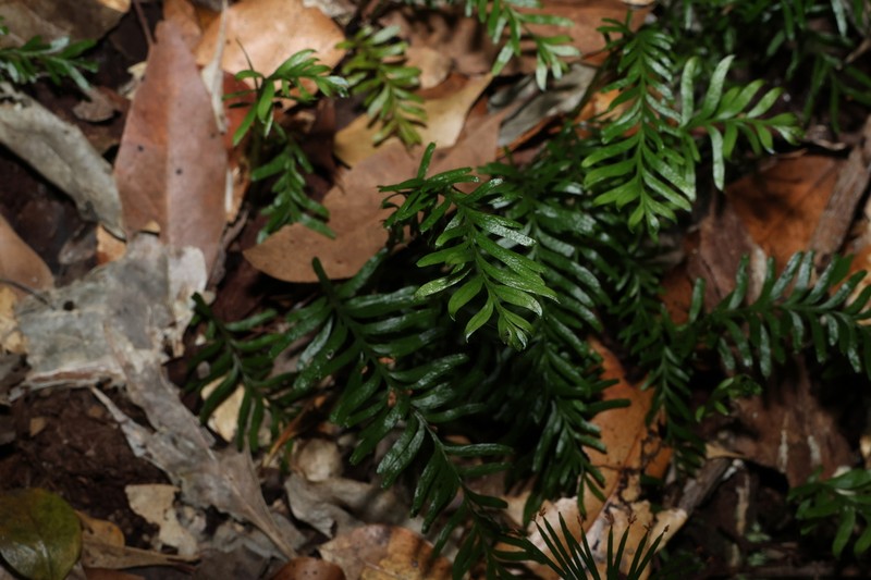 Tmesipteris truncata photo 7