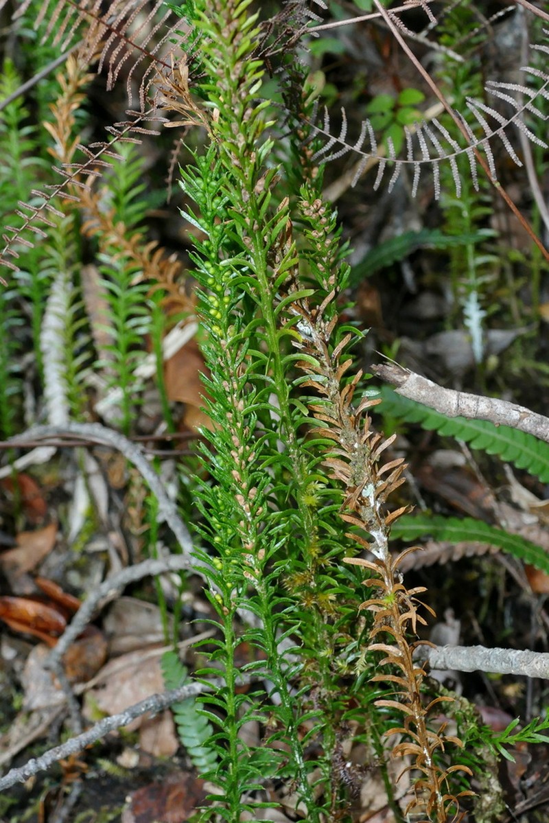 Tmesipteris vieillardii photo 2