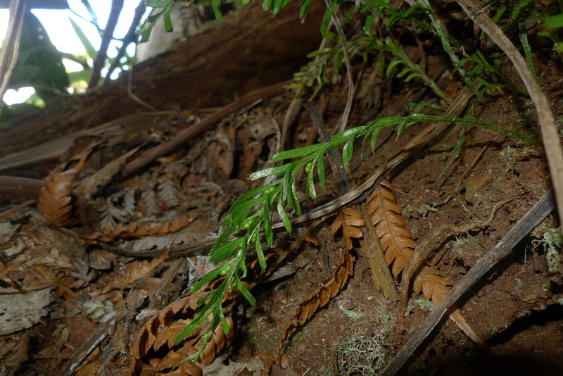 Tmesipteris vieillardii photo 3