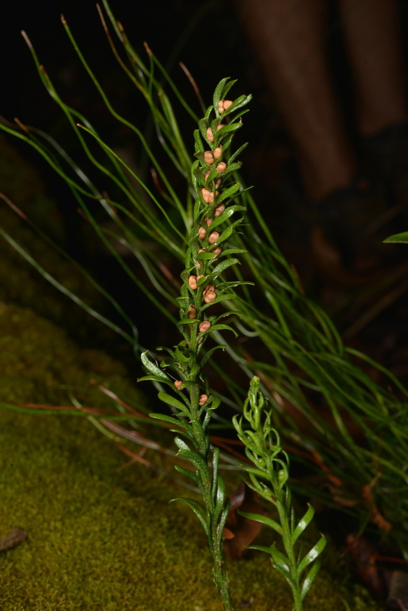 Tmesipteris vieillardii photo 4