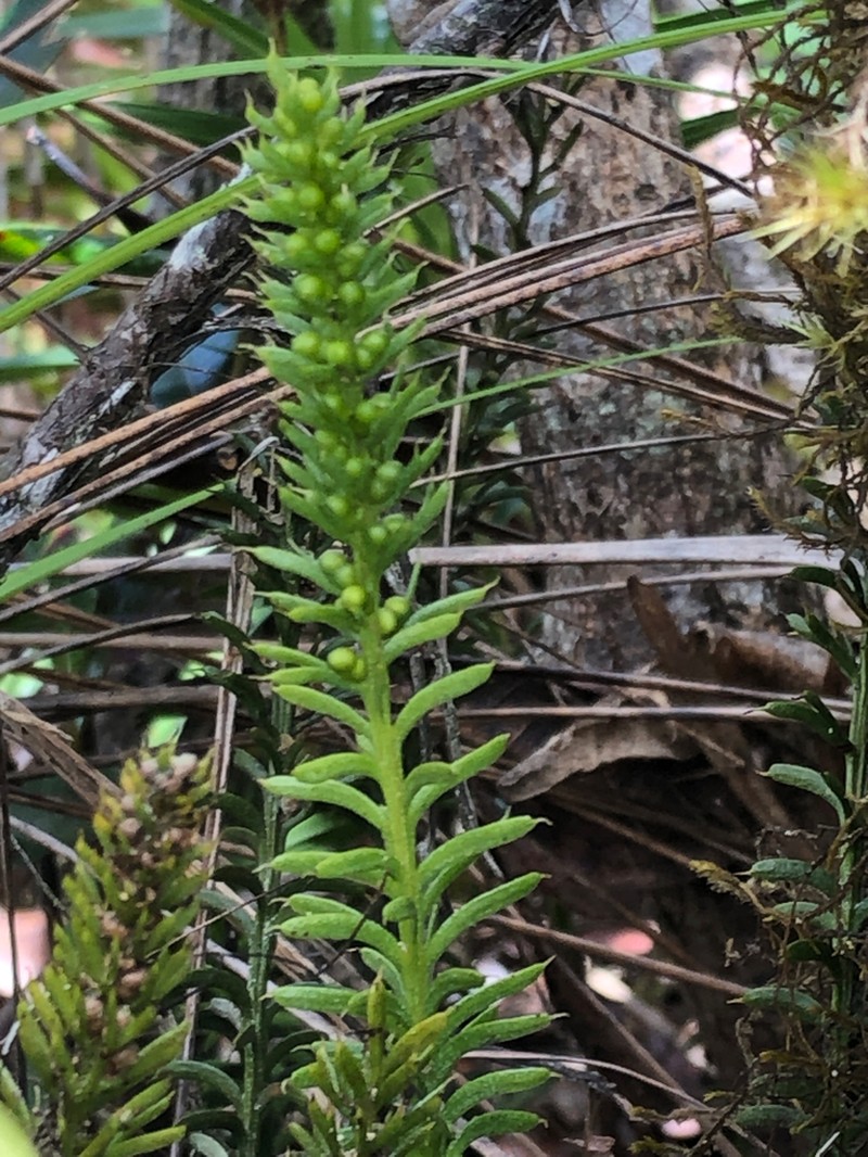 Tmesipteris vieillardii photo 5