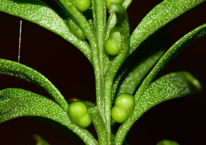 Tmesipteris vieillardii photo 6