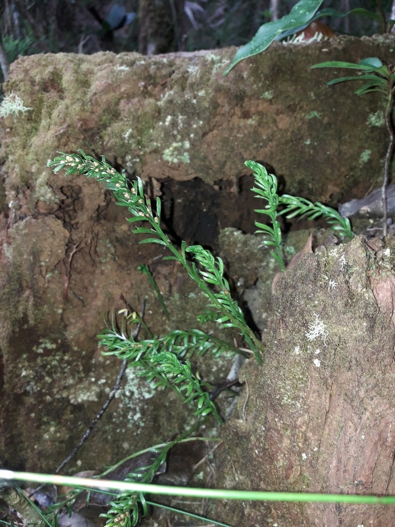 Tmesipteris vieillardii photo 7
