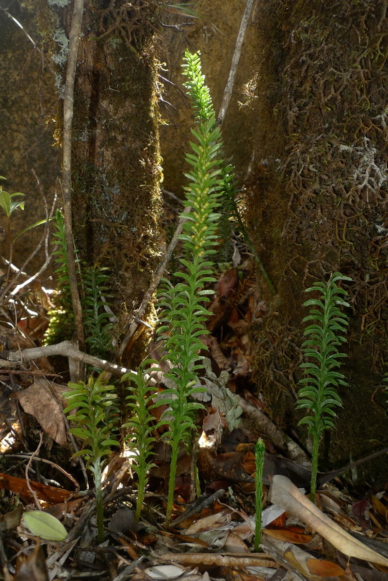 Tmesipteris vieillardii photo 8