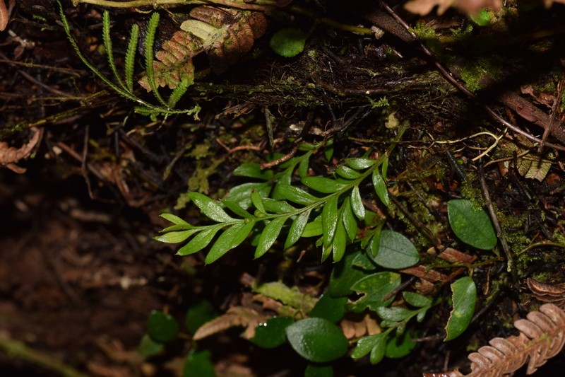 Tmesipteris zamorarum