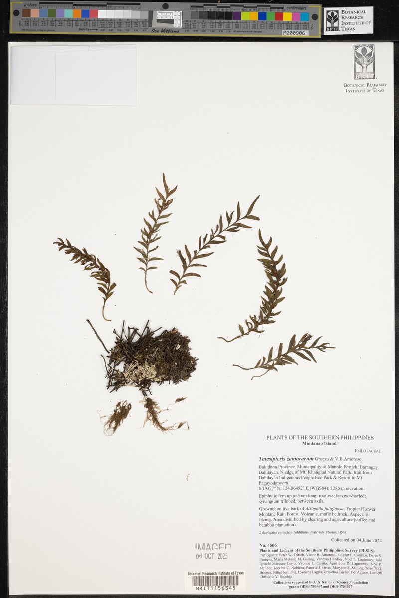 Tmesipteris zamorarum photo 2