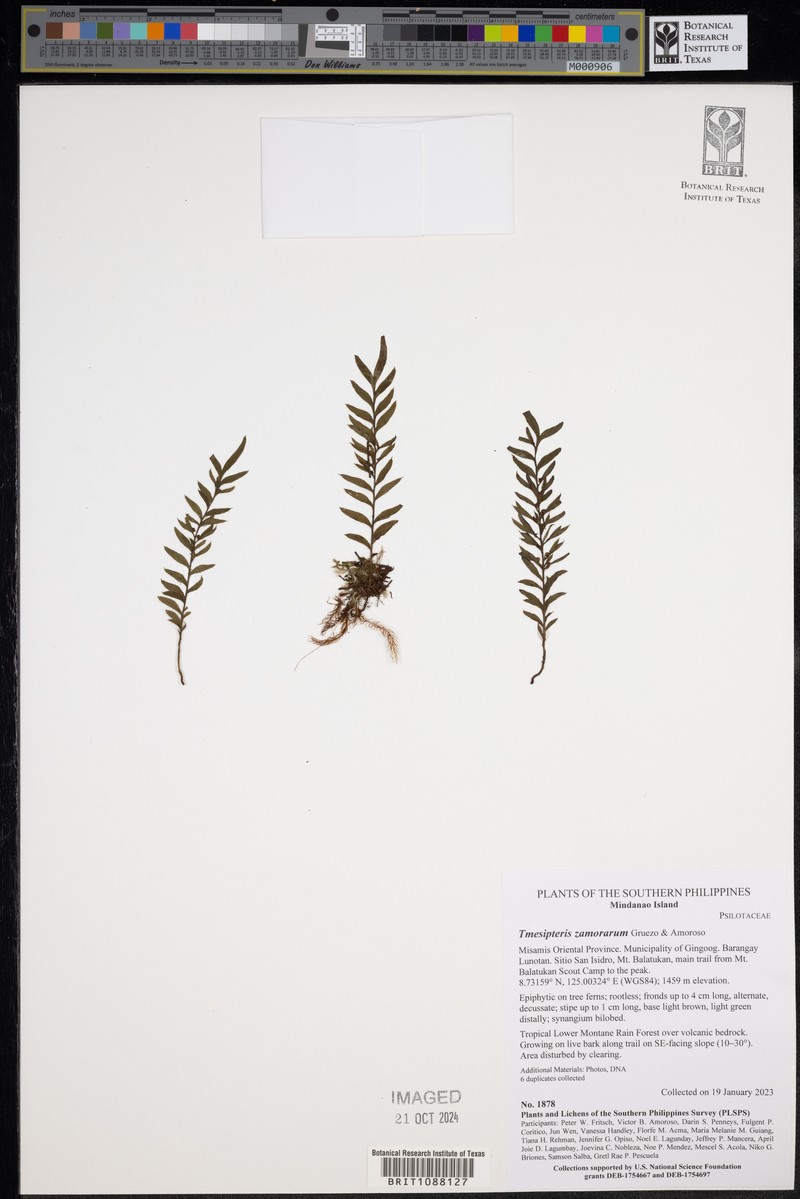 Tmesipteris zamorarum photo 3