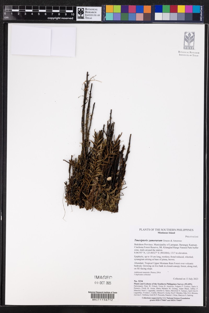 Tmesipteris zamorarum photo 4