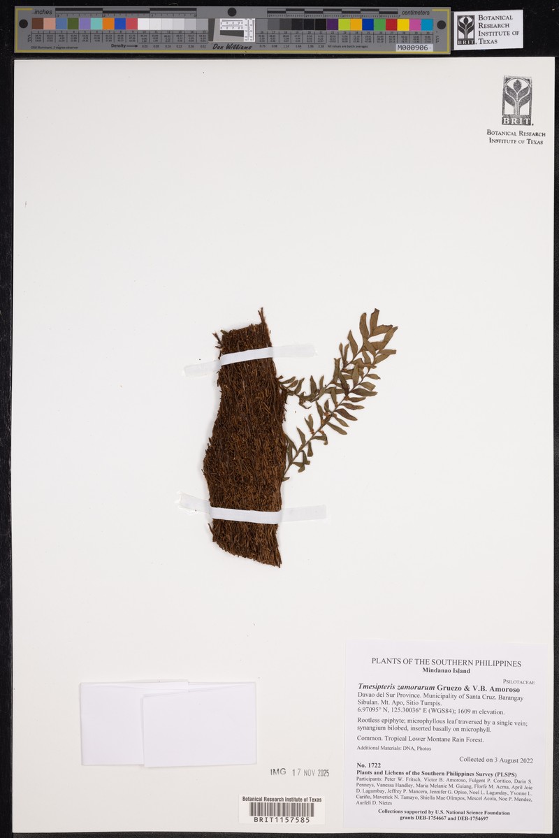 Tmesipteris zamorarum photo 5