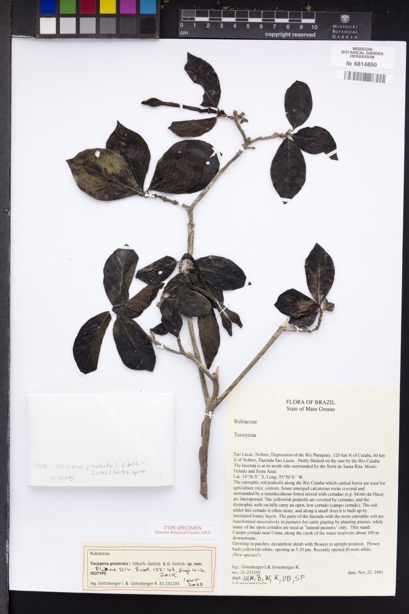 Tocoyena prostrata