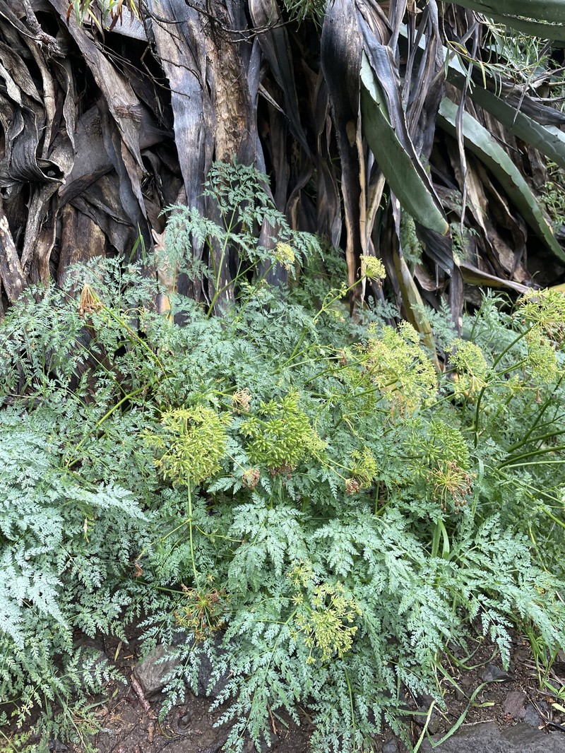 Todaroa aurea subsp. aurea