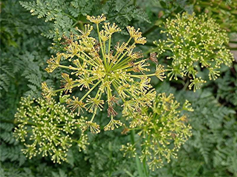 Todaroa aurea subsp. aurea photo 2