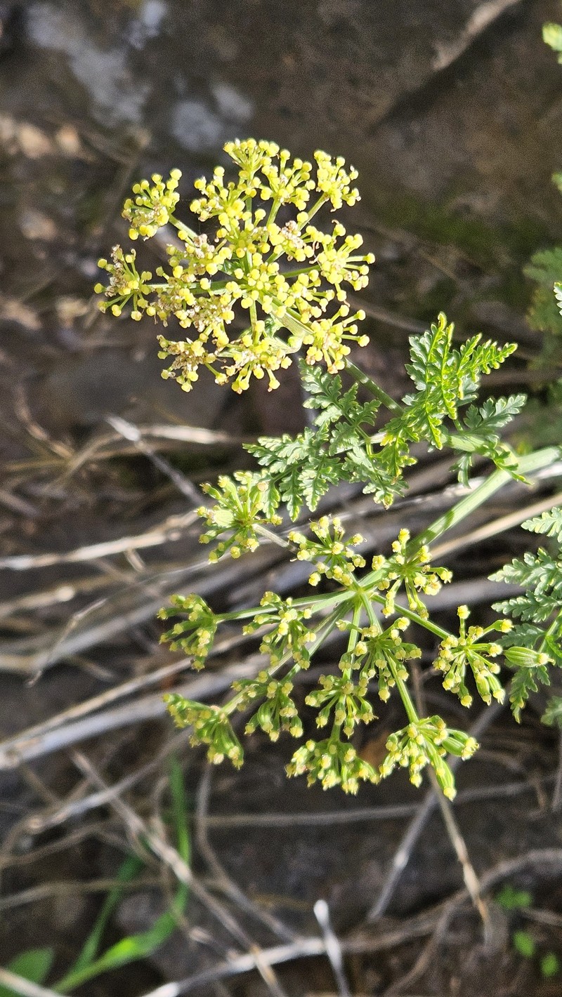 Todaroa aurea subsp. aurea photo 3