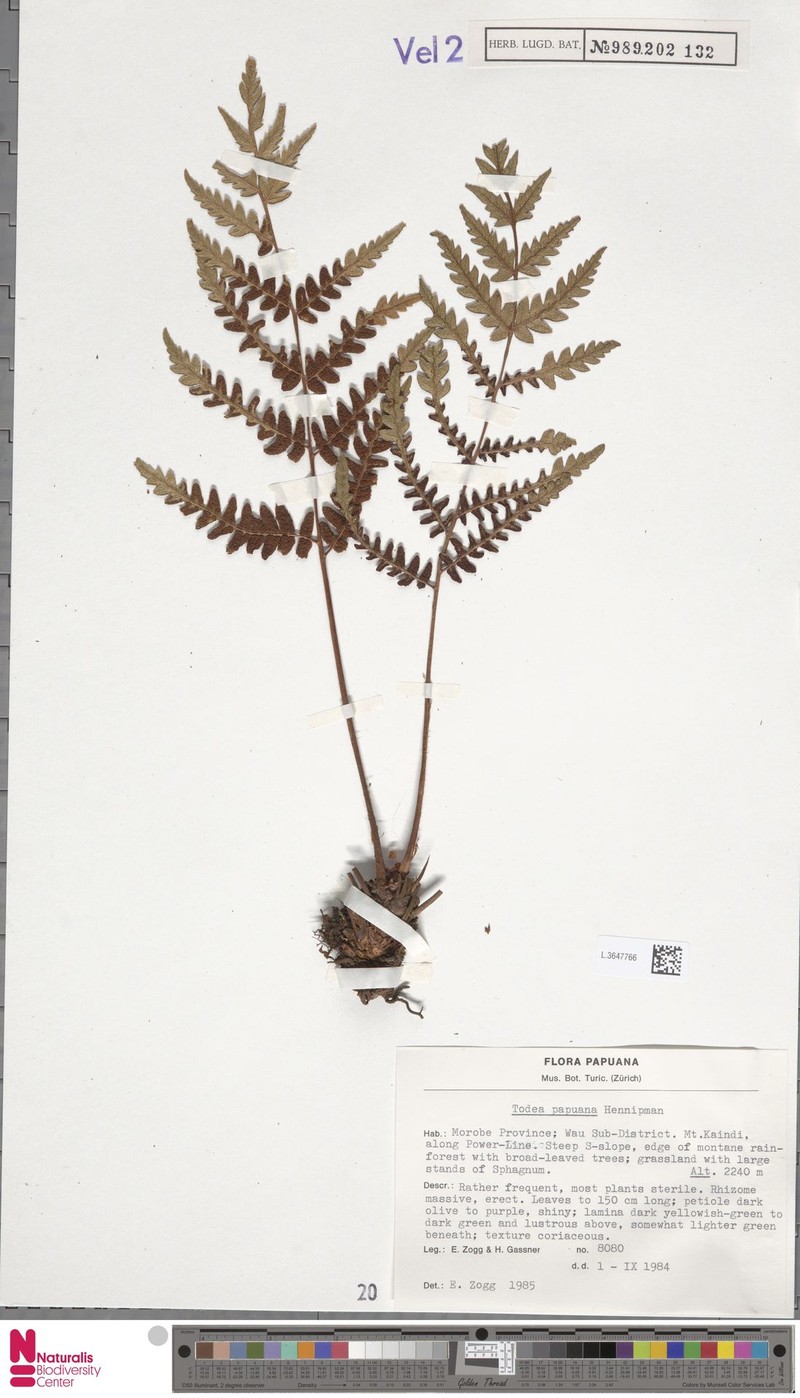 Todea papuana