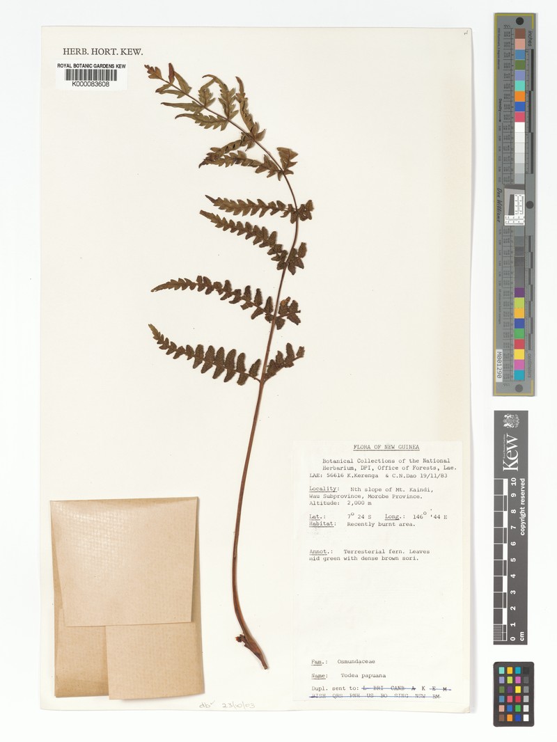 Todea papuana photo 3